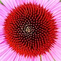 Picture Title - Coneflower