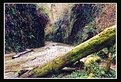 Picture Title - Fern Canyon