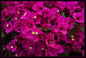 Picture Title - Bougainvillea Bunch