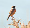 Picture Title - Mr. Stonechat