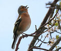 Picture Title - A happy chaffinch