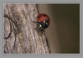 Picture Title - Red Bug