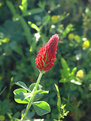 Picture Title - Crimson clover