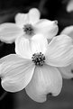 Picture Title - Dogwood 2