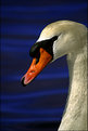 Picture Title - Midday Swan
