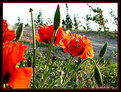 Picture Title - Poppies in full blossom