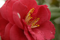 Picture Title - Camellia