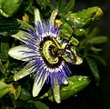 Picture Title - Passiflora "Spyder"