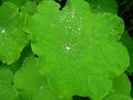 Picture Title - Nasturtium Leaves