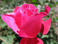 Picture Title - Rose Red - Vermelha Rosa