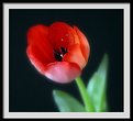 Picture Title - rouge tulip