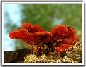 Picture Title - Fungus