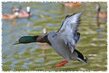 Picture Title - Duck Landing