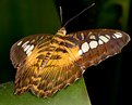 Picture Title - Weather Butterfly