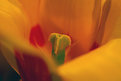 Picture Title - tulip