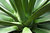 Agave