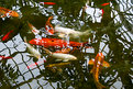 Picture Title - Koi at play