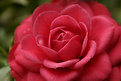 Picture Title - Camellia