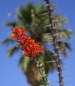 Picture Title - Occotillo Bloom 
