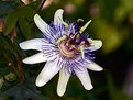 Picture Title - Passiflora " Marie "