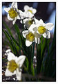 Picture Title - Lady in White