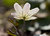 Windflower