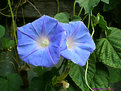 Picture Title - Morning Glory