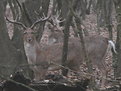 Picture Title - Persian Fallow Deer