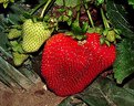 Picture Title - Watsonville Strawberry