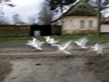 Picture Title - Gooses flaying to heaven