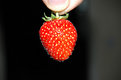 Picture Title - strawberry