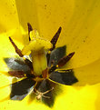 Picture Title - Tulip Crab Spider