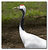 Red Crowned Crane