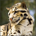 Picture Title - Leopard