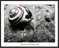 Picture Title - Snail