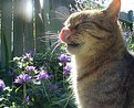 Picture Title - cat's got a tongue