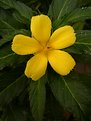 Picture Title - A yellow flower