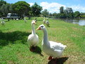 Picture Title - Gympie Geese