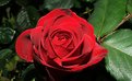 Picture Title - red rose olympia