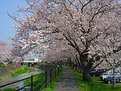 Picture Title - Sakura