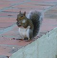 Picture Title - Squirrel