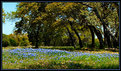 Picture Title - Texas Blue Bonnets Field 1