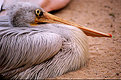 Picture Title - pelican play 3