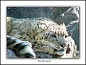 Picture Title - Snow Leopard