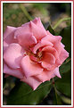 Picture Title - A rose