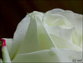 Picture Title - White rose for The Greatest Man..