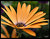 orange flower II
