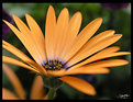 Picture Title - orange flower II