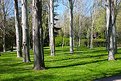 Picture Title - Trees and grass