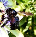 Picture Title - Blaster Bee